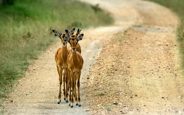 ANTILOPES