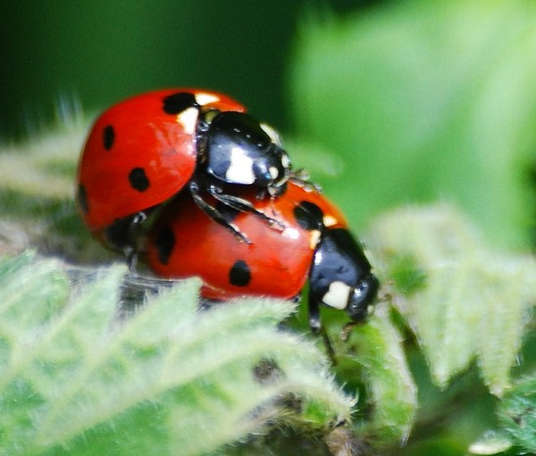 COCCINELLES