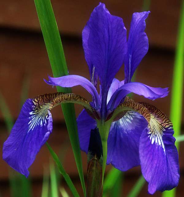 FLEURS