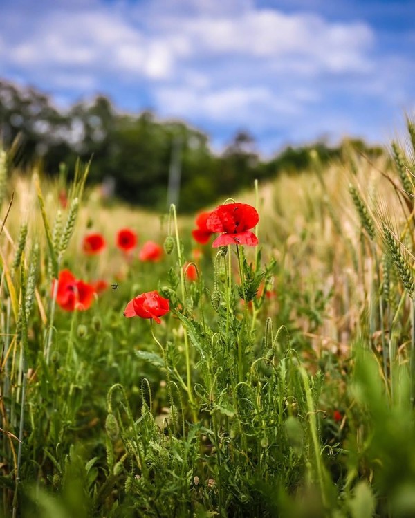 COQUELICOTS 2