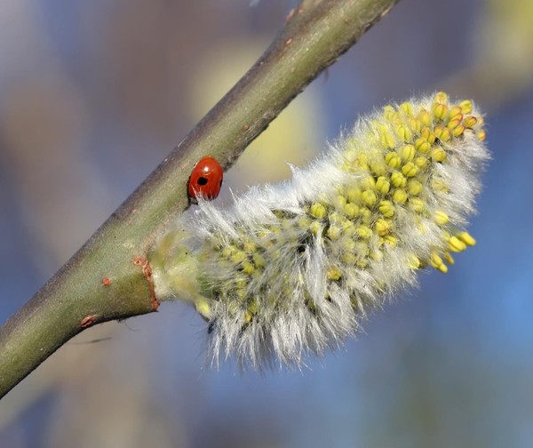 COCCINELLE