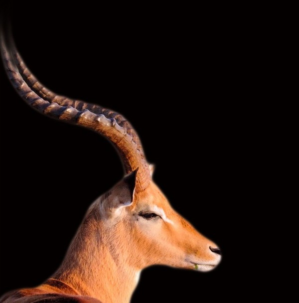 GAZELLE