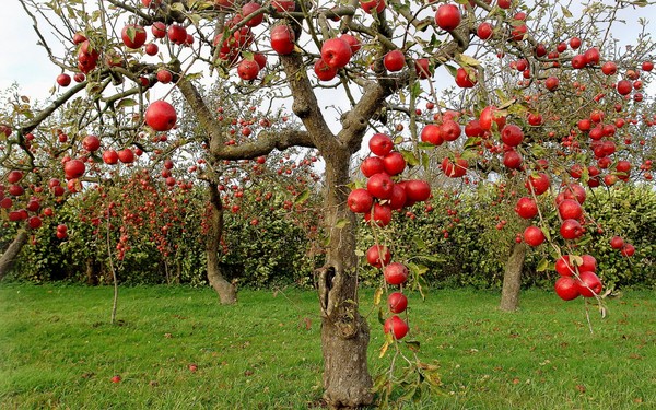 LES POMMES