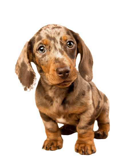 CHIEN 5