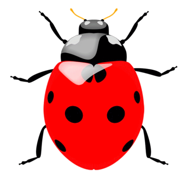 COCCINELLE