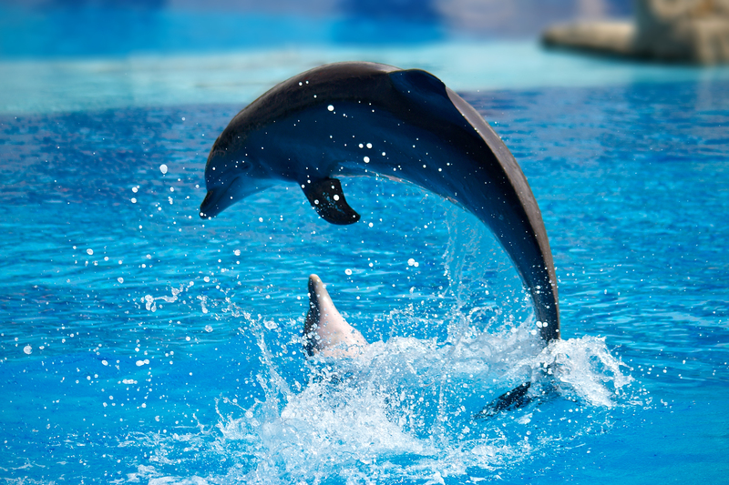 dolphin-wallpapers-1.jpg
