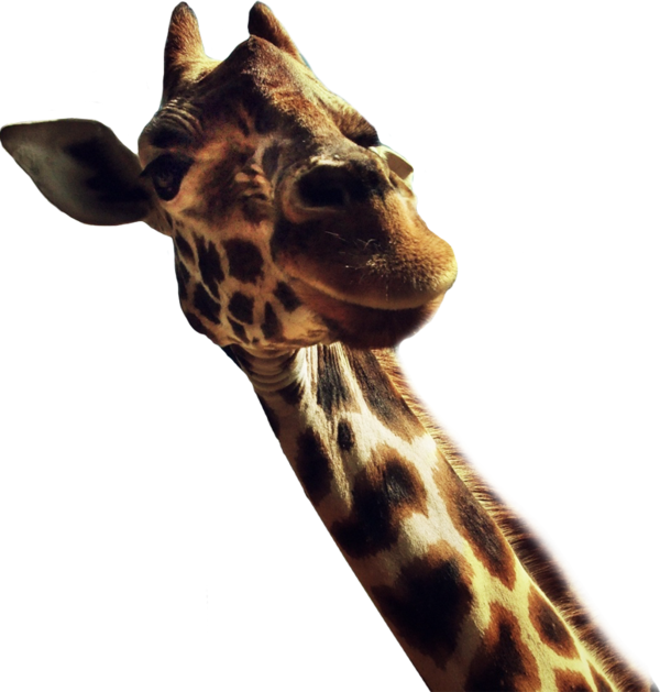 GIRAFE