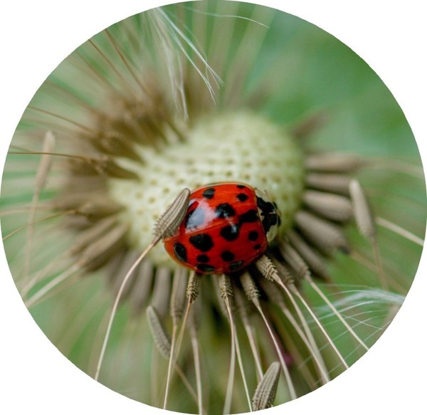 COCCINELLE 2