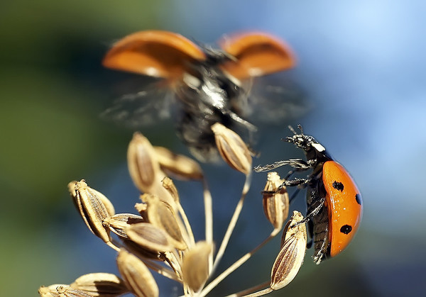 COCCINELLES 2