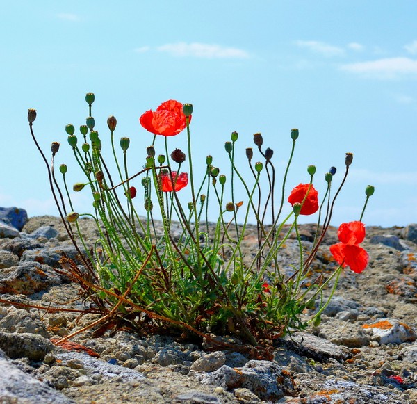 COQUELICOTS