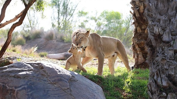 LES FELINS