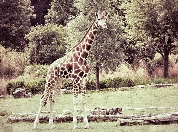 GIRAFE