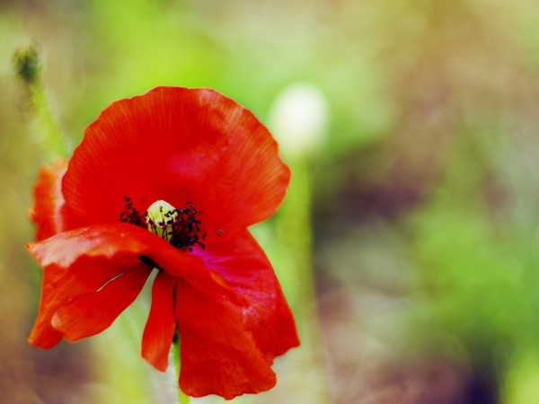 COQUELICOT