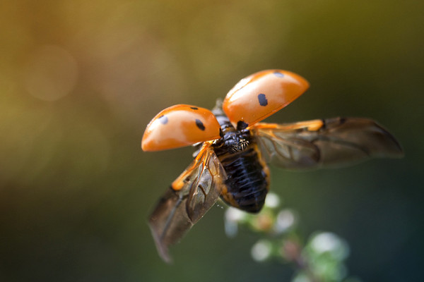 COCCINELLE