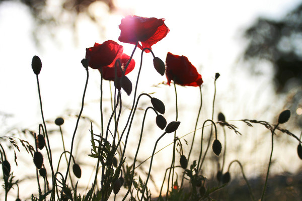 COQUELICOTS