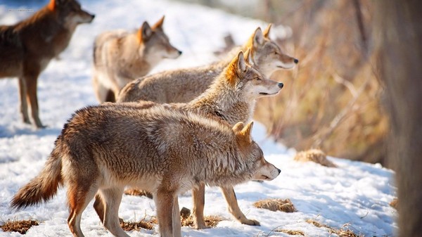 LOUPS