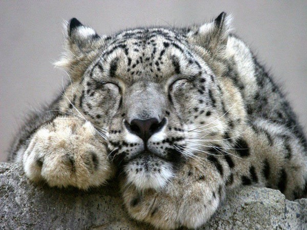 LEOPARD DES NEIGE