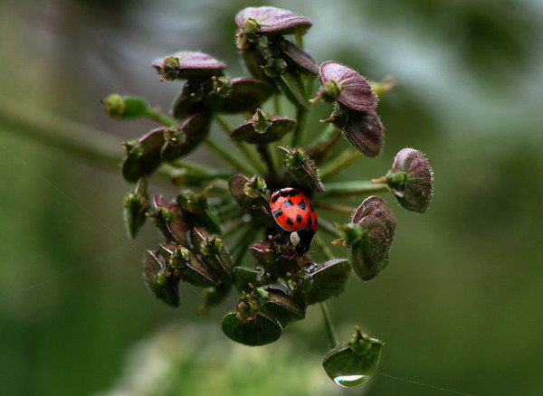 COCCINELLE