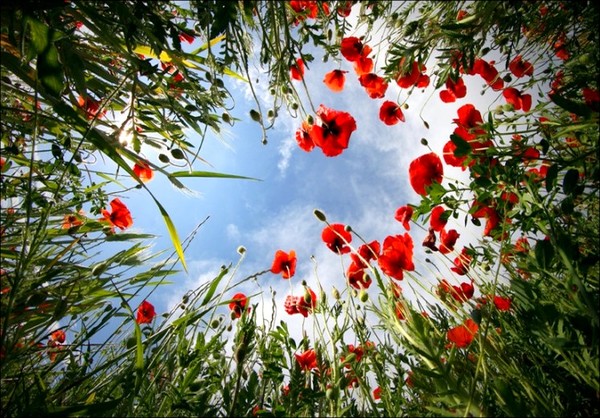 COQUELICOTS