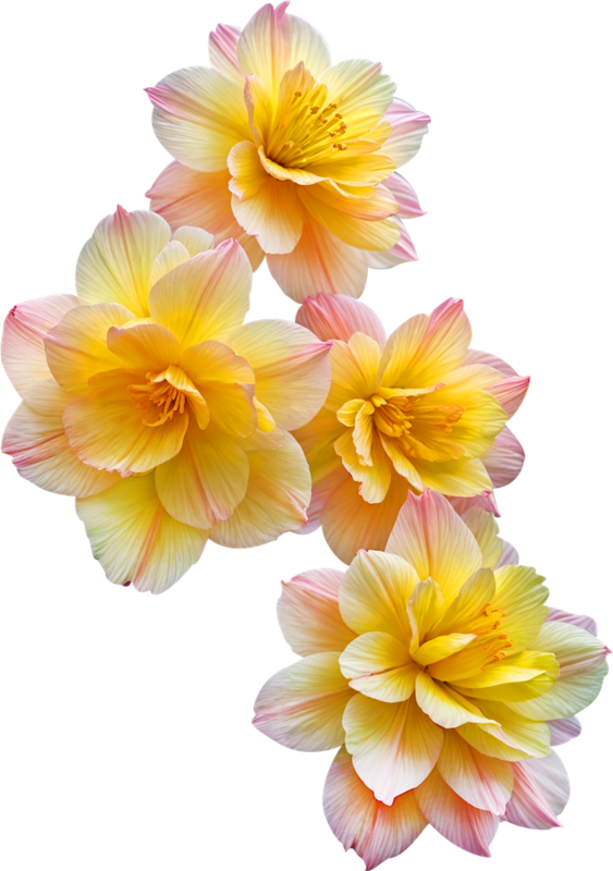 FLEURS 5