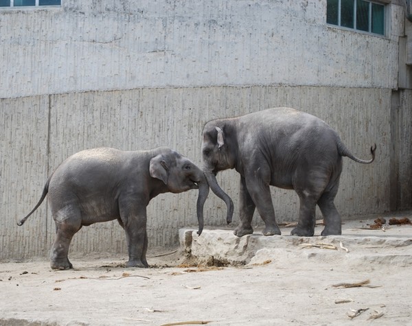 ELEPHANTS