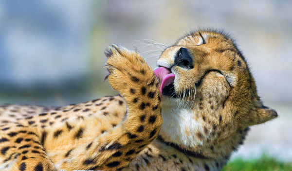 GUEPARD