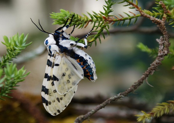 PAPILLON