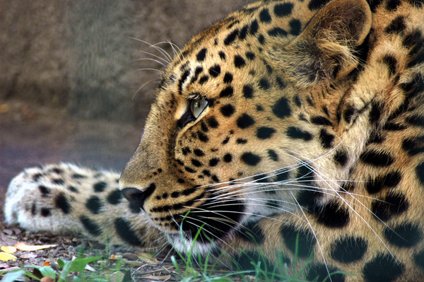 LEOPARD