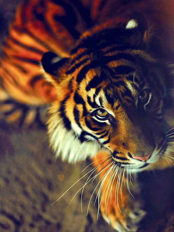 TIGRE