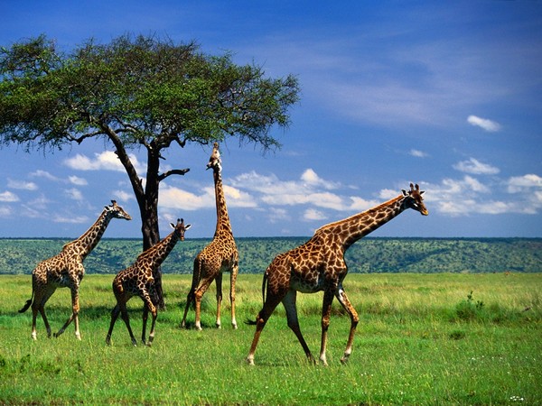 GIRAFES