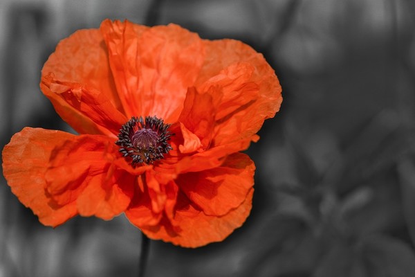 COQUELICOTS 2