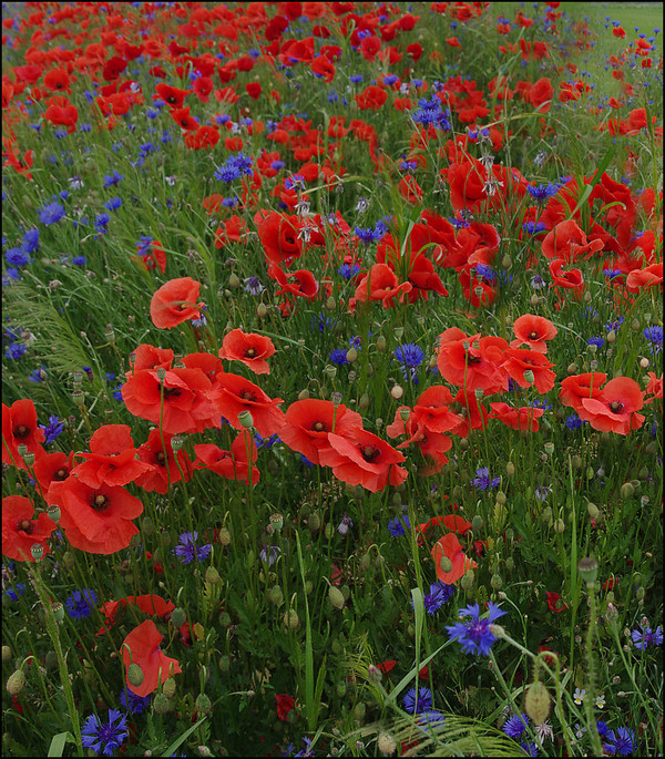 COQUELICOTS