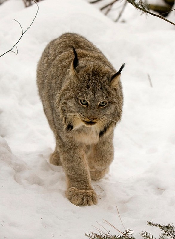 LYNX