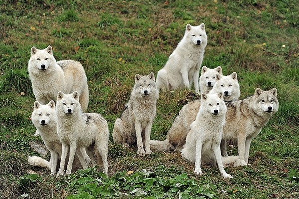 LOUPS