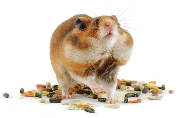 HAMSTER