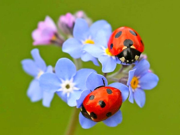 COCCINELLES