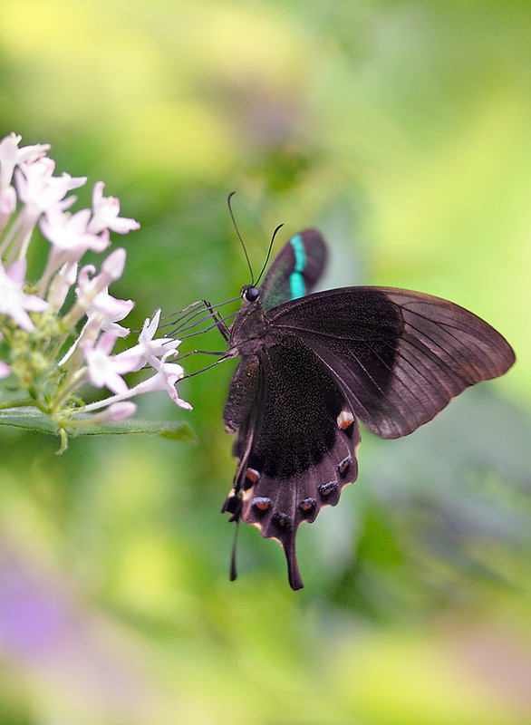 PAPILLON