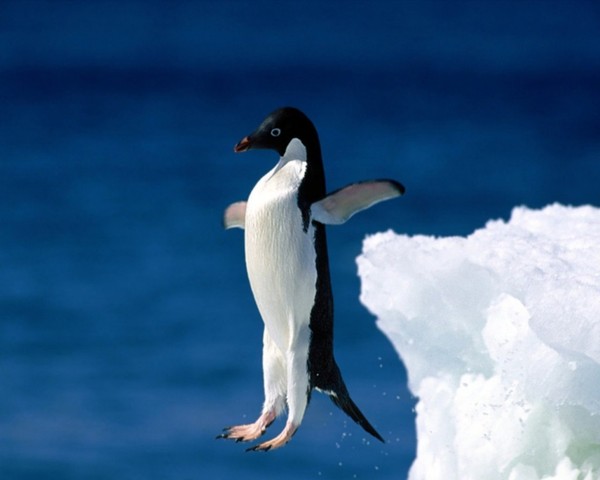 PINGOUIN