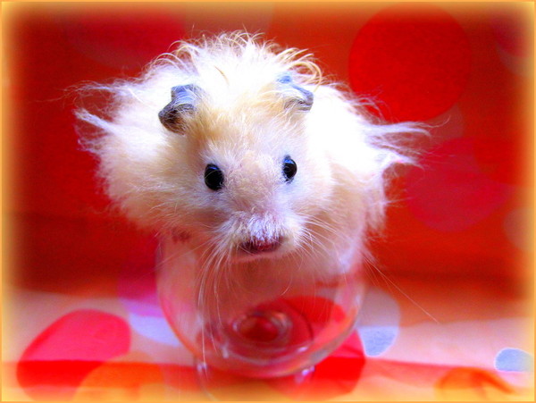 HAMSTER