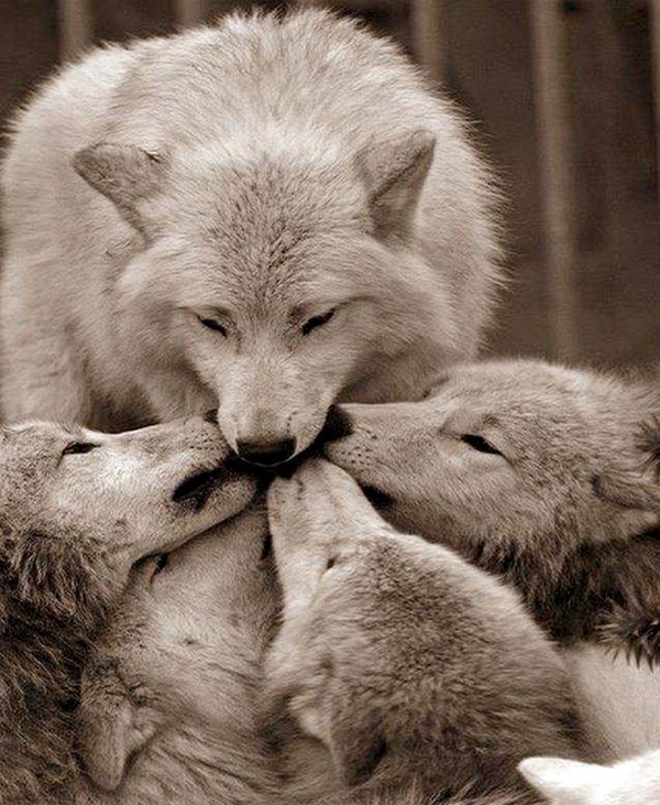 LOUPS