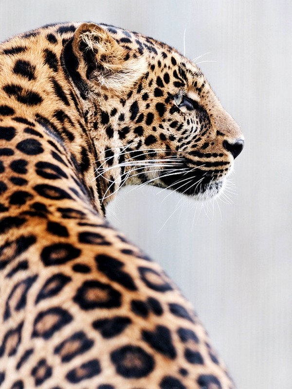 LEOPARD