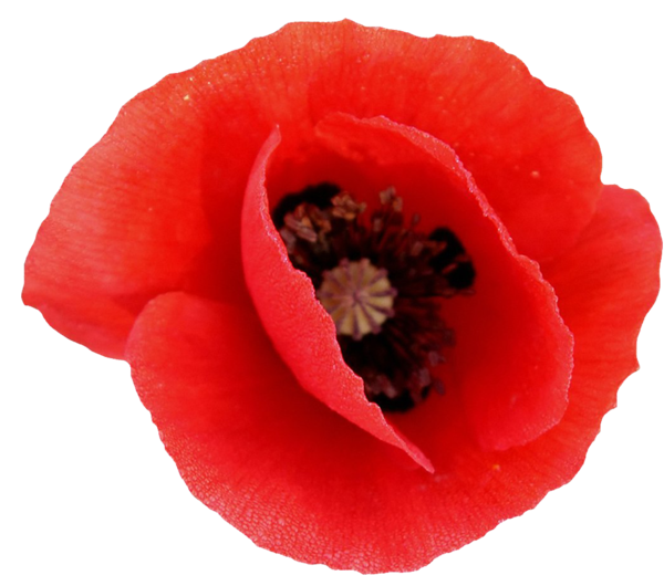 COQUELICOT