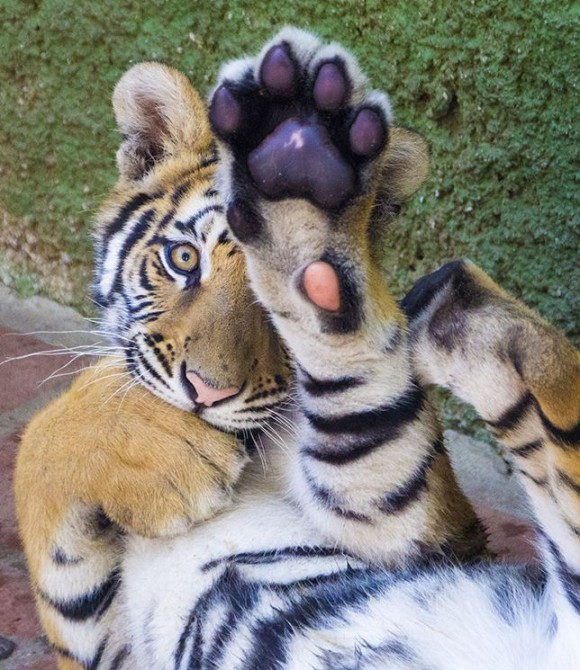 TIGRE