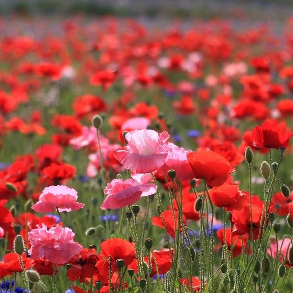 COQUELICOTS 2