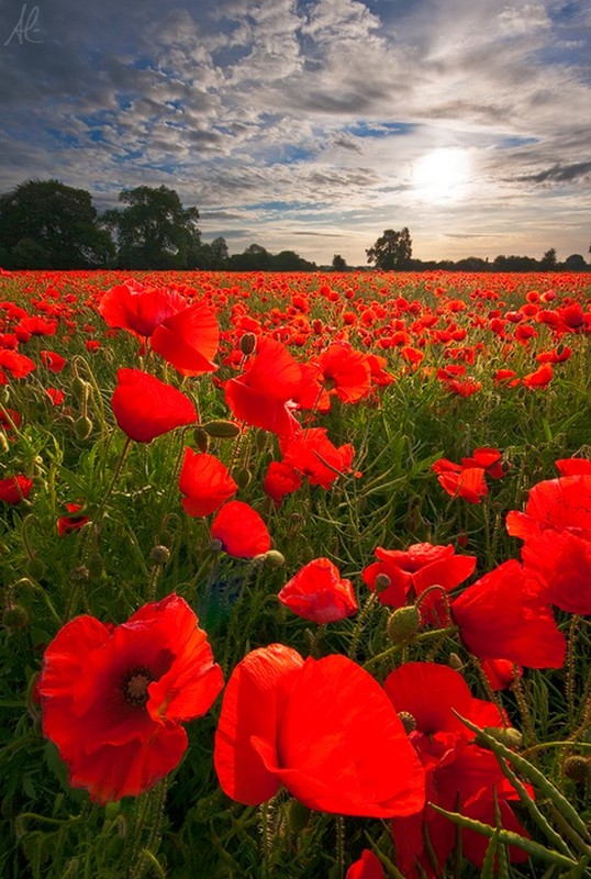 COQUELICOTS