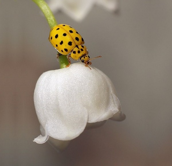 COCCINELLE 2