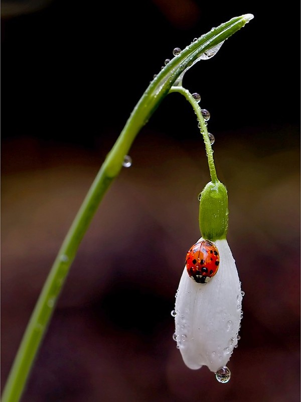 COCCINELLE