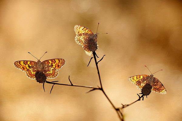 PAPILLONS