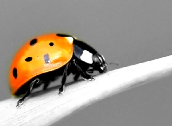 COCCINELLE