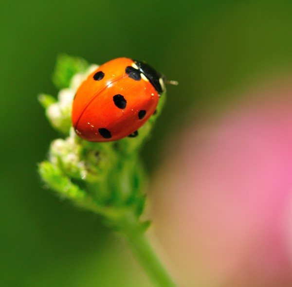 COCCINELLE